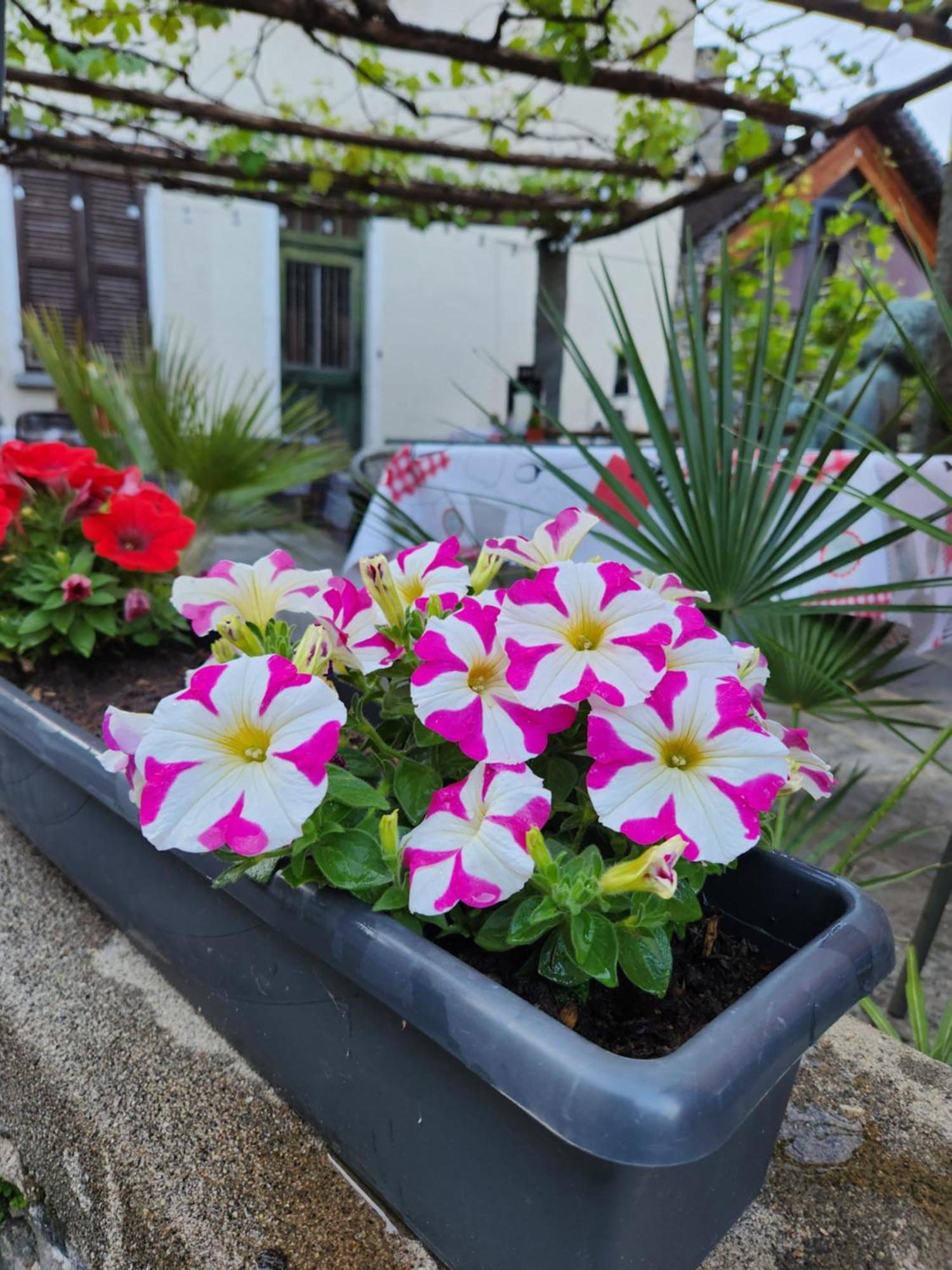 B&B Osteria Morganti Someo エクステリア 写真